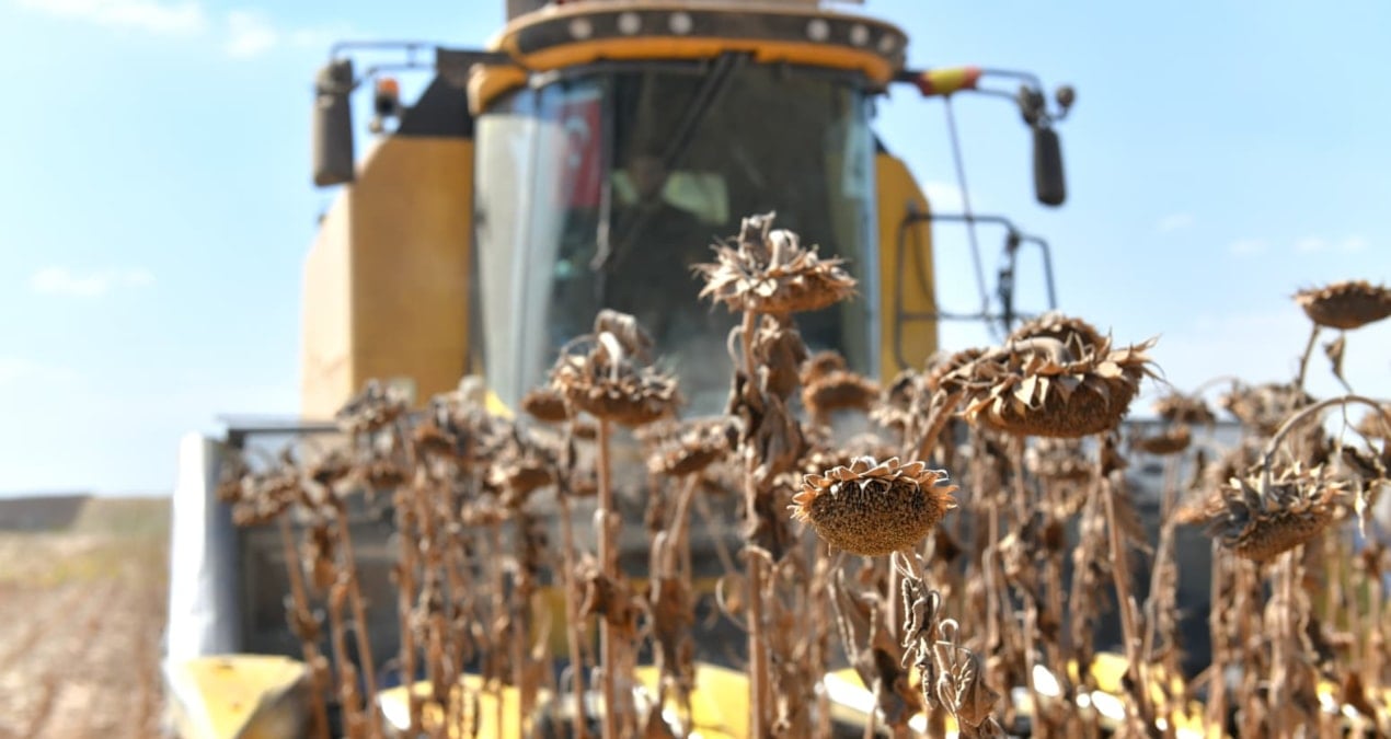 ceylanpinarda aycicegi hasadi basladi 68XKISuq