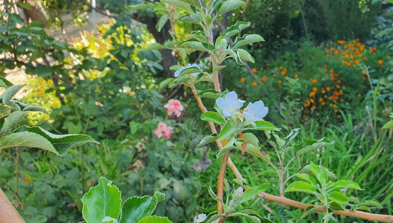 elma agaci sonbaharda cicek acti IAdV4zdh