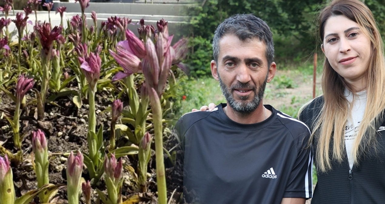 kilosu bin liraya yukseldi hasadi cok verimli ailecek eken servet kazaniyor rKJizK3U