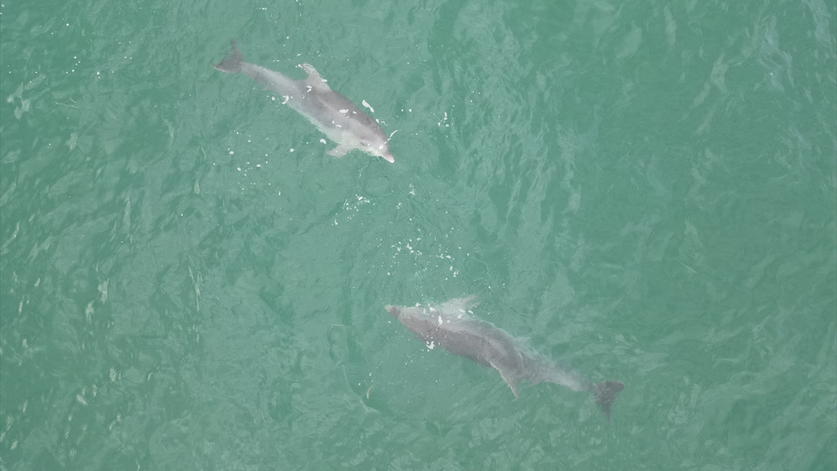 akcakoca aciklarinda yunus sov s2mJX1lI.jpg